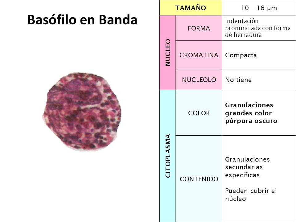 Basófilo en Banda TAMAÑO 10 – 16 µm NUCLEO FORMA CROMATINA Compacta