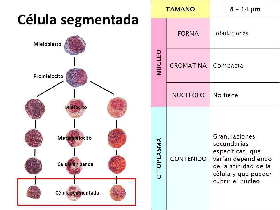 Célula segmentada TAMAÑO 8 – 14 µm NUCLEO FORMA CROMATINA Compacta