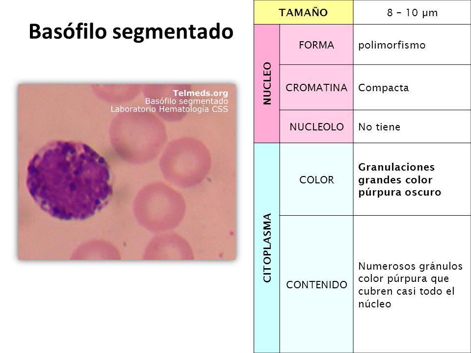 Basófilo segmentado TAMAÑO 8 – 10 µm NUCLEO FORMA polimorfismo