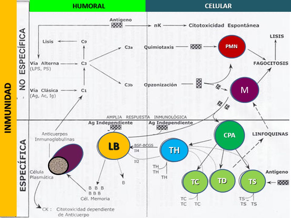 INMUNIDAD HUMORAL CELULAR PMN M CPA LB TH TC TD TS