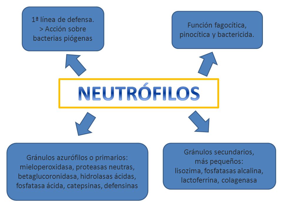 NEUTRÓFILOS 1ª línea de defensa. > Acción sobre bacterias piógenas