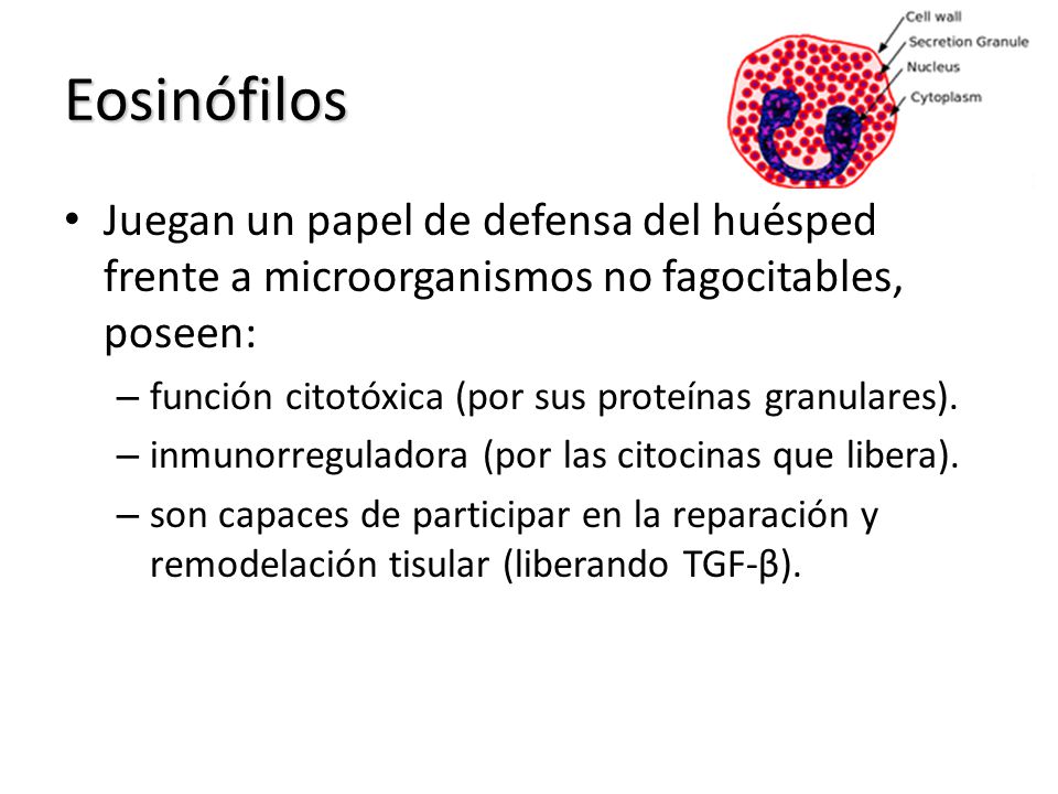Eosinófilos Juegan un papel de defensa del huésped frente a microorganismos no fagocitables, poseen: