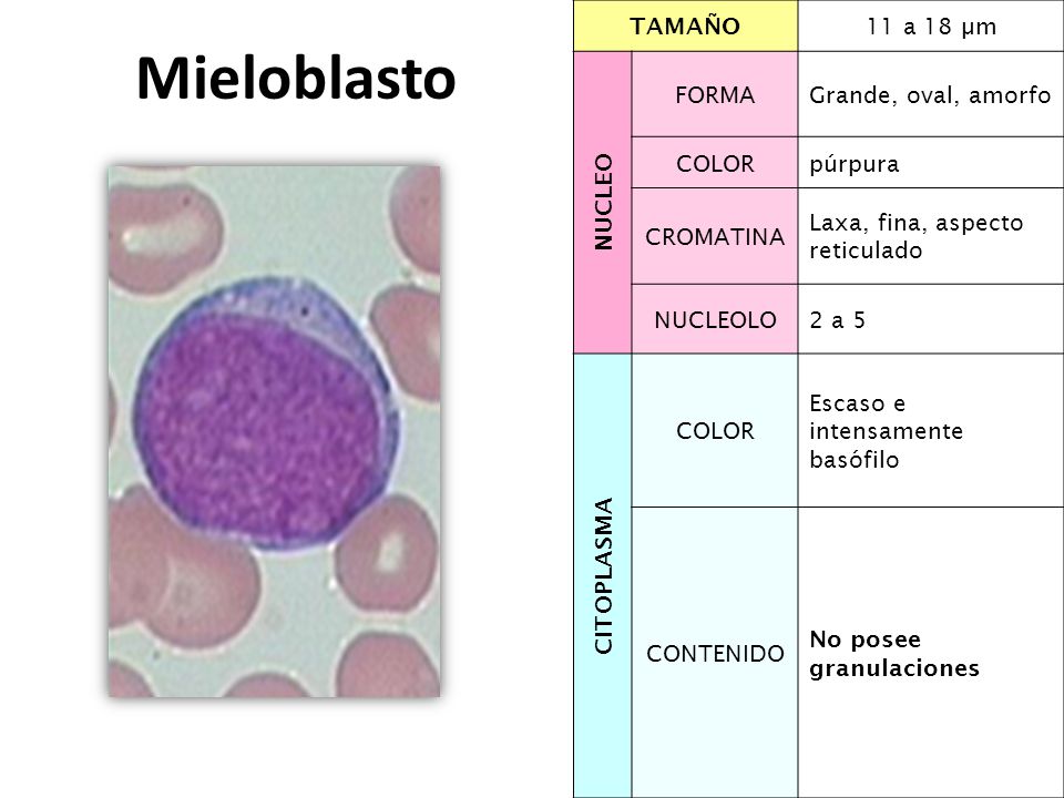 Mieloblasto TAMAÑO 11 a 18 µm NUCLEO FORMA Grande, oval, amorfo COLOR