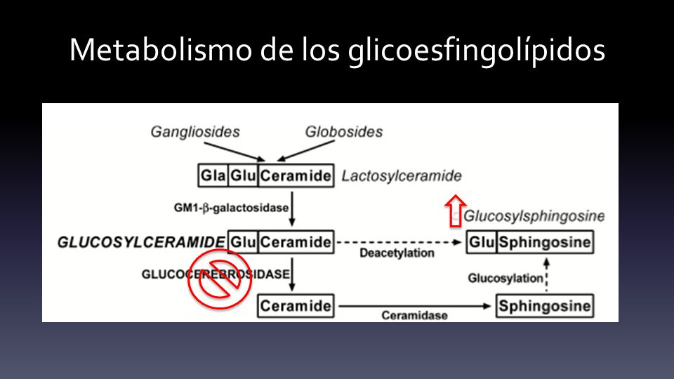 Metabolismo de los glicoesfingolípidos