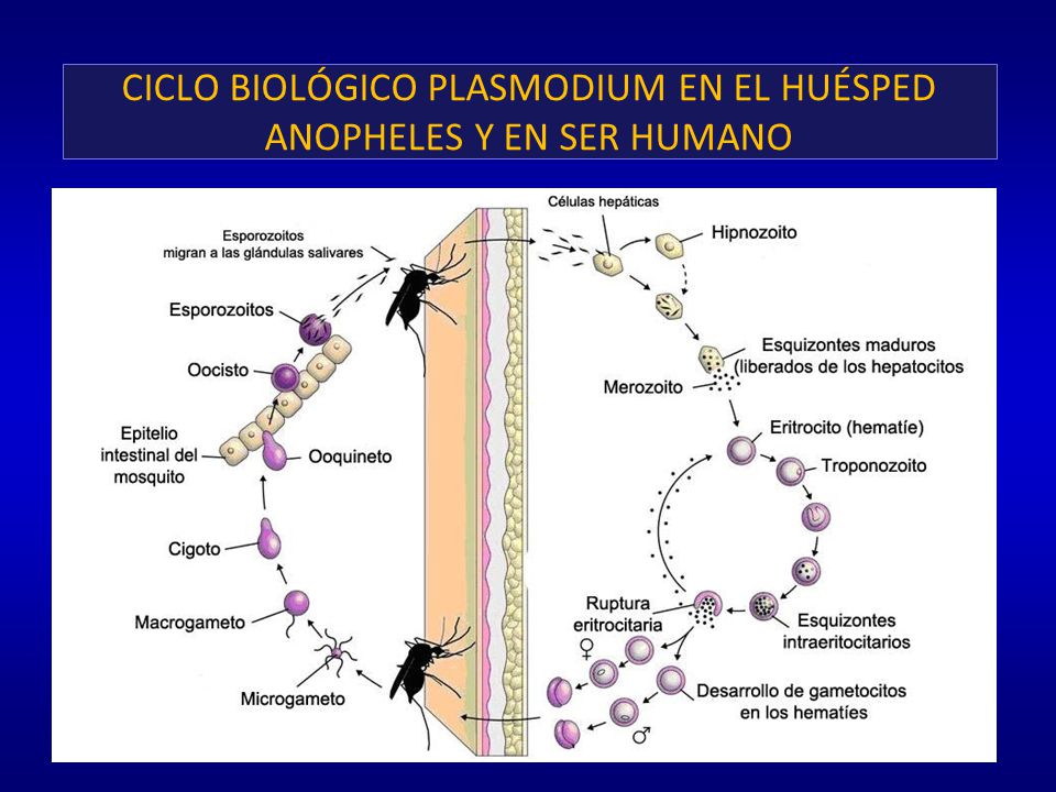 CICLO BIOLÓGICO PLASMODIUM EN EL HUÉSPED ANOPHELES Y EN SER HUMANO