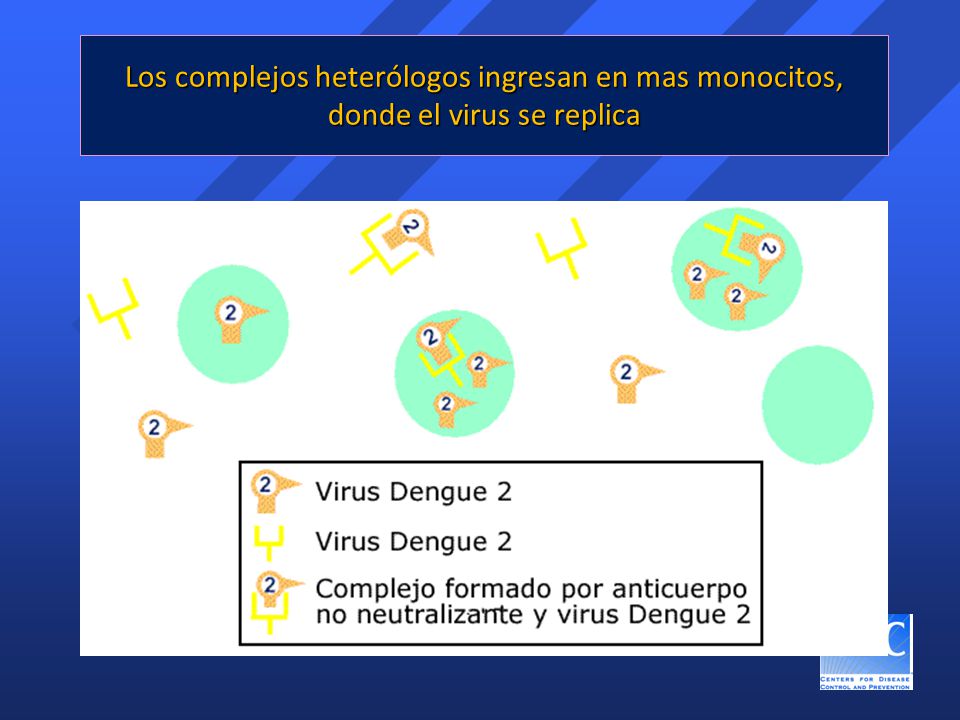 Los complejos heterólogos ingresan en mas monocitos, donde el virus se replica