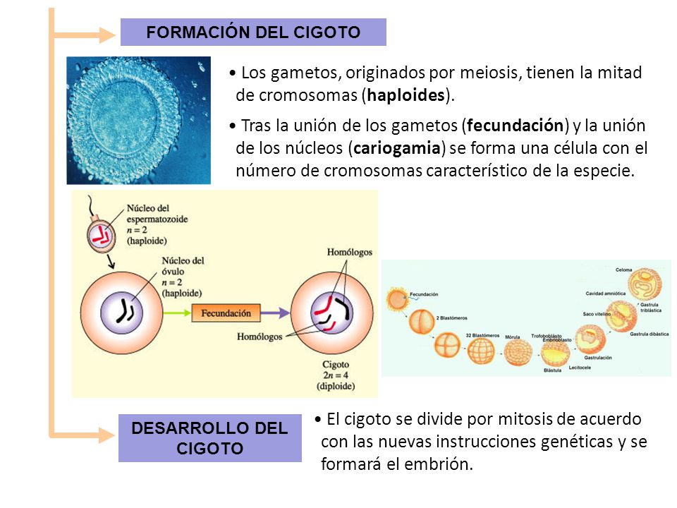 FORMACIÓN DEL CIGOTO Los gametos, originados por meiosis, tienen la mitad de cromosomas (haploides).
