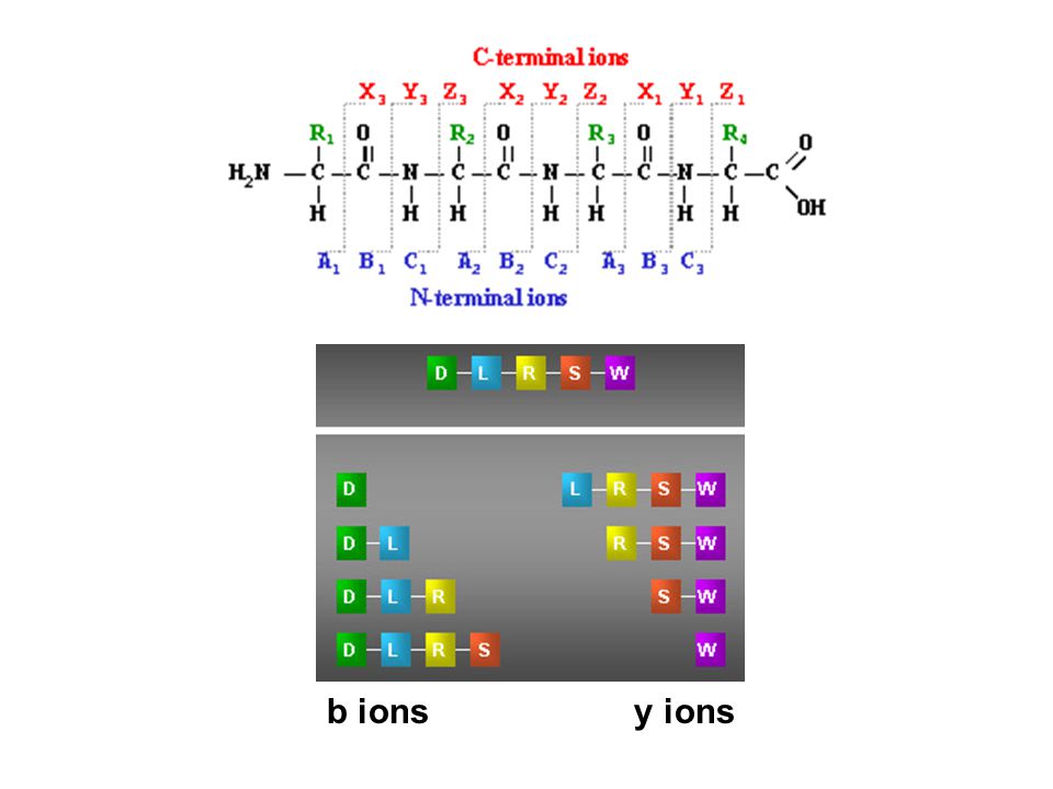 y ions b ions IV. Determining the amino acid sequence of a peptide.