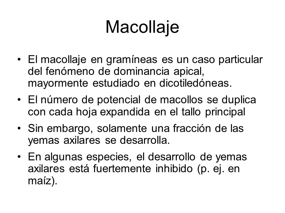 Macollaje El macollaje en gramíneas es un caso particular del fenómeno de dominancia apical, mayormente estudiado en dicotiledóneas.