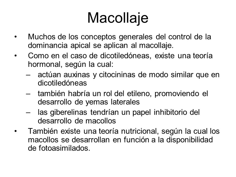 Macollaje Muchos de los conceptos generales del control de la dominancia apical se aplican al macollaje.