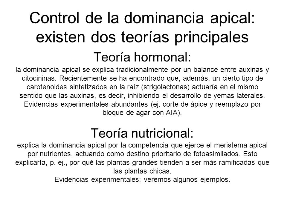 Control de la dominancia apical: existen dos teorías principales Teoría hormonal: la dominancia apical se explica tradicionalmente por un balance entre auxinas y citocininas.
