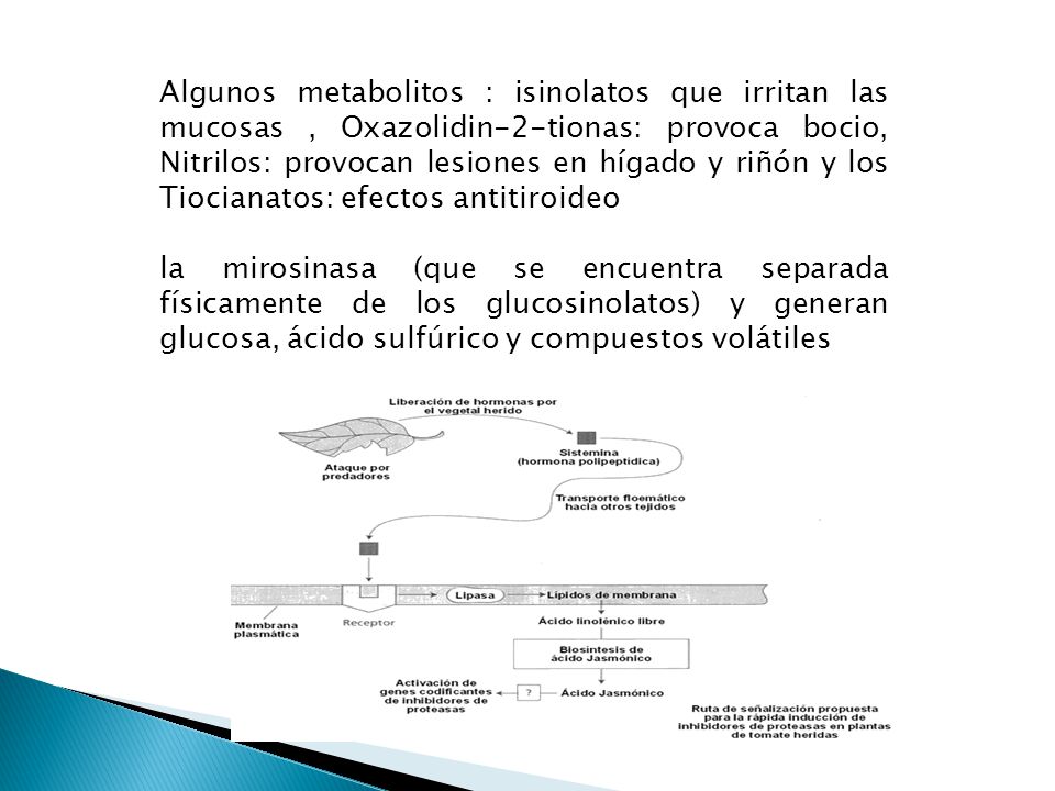 Algunos metabolitos : isinolatos que irritan las mucosas , Oxazolidin-2-tionas: provoca bocio, Nitrilos: provocan lesiones en hígado y riñón y los Tiocianatos: efectos antitiroideo