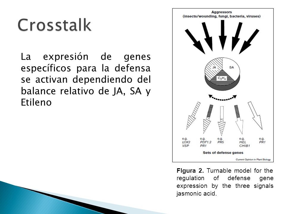 Crosstalk La expresión de genes específicos para la defensa se activan dependiendo del balance relativo de JA, SA y Etileno.