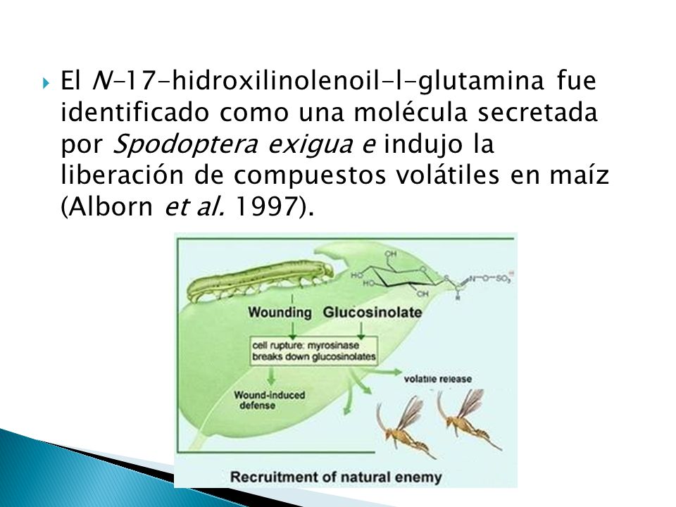 El N-17-hidroxilinolenoil-l-glutamina fue identificado como una molécula secretada por Spodoptera exigua e indujo la liberación de compuestos volátiles en maíz (Alborn et al.