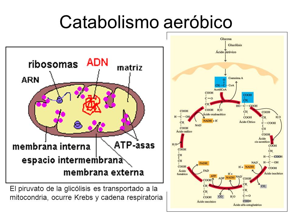 Catabolismo aeróbico El piruvato de la glicólisis es transportado a la mitocondria, ocurre Krebs y cadena respiratoria.