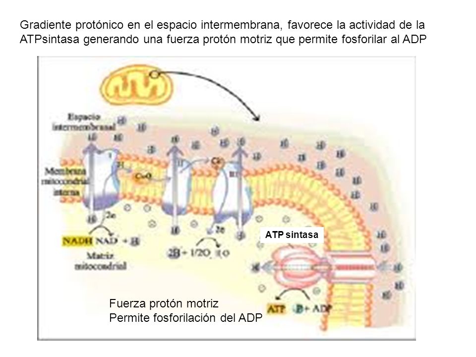 Permite fosforilación del ADP