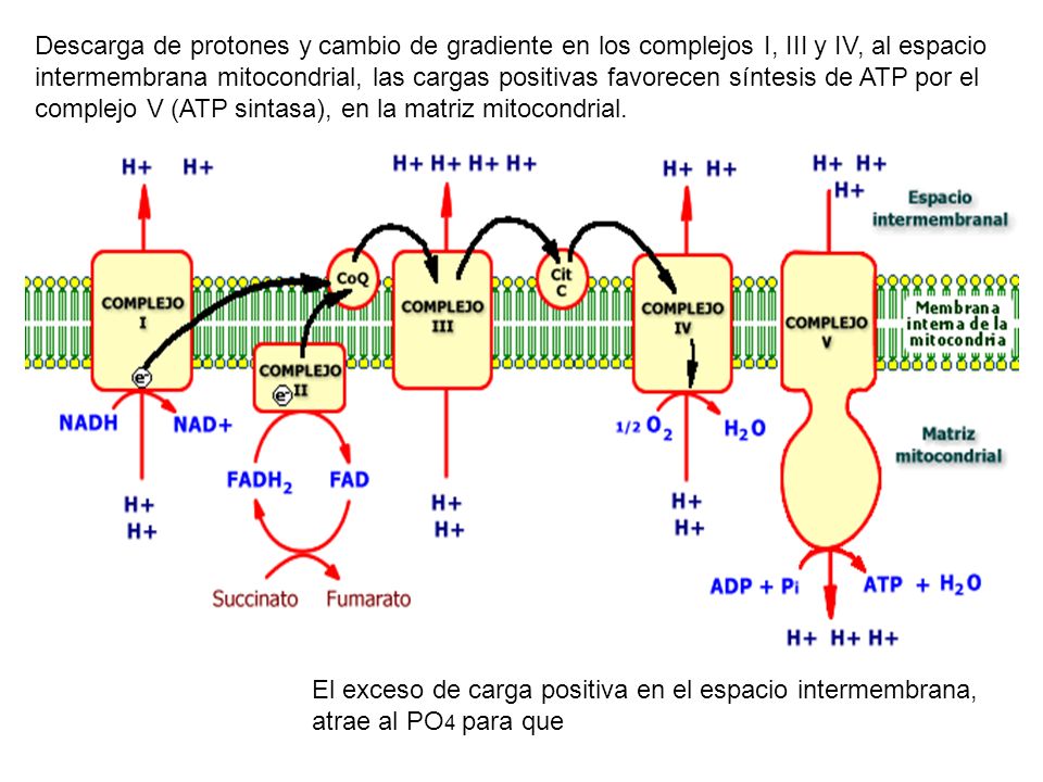 Descarga de protones y cambio de gradiente en los complejos I, III y IV, al espacio intermembrana mitocondrial, las cargas positivas favorecen síntesis de ATP por el complejo V (ATP sintasa), en la matriz mitocondrial.