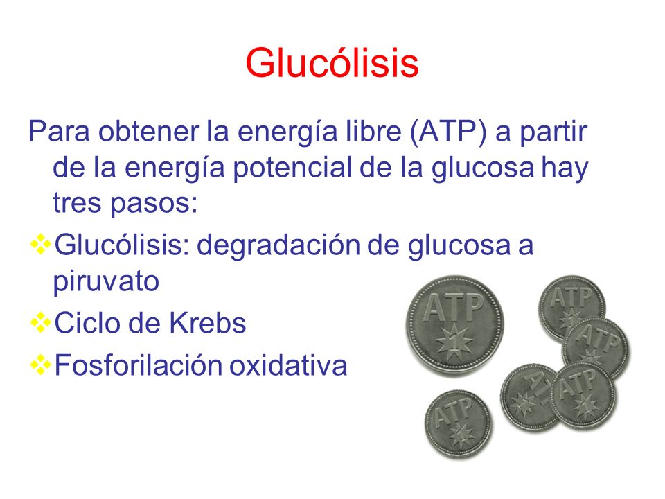 Glucólisis Para obtener la energía libre (ATP) a partir de la energía potencial de la glucosa hay tres pasos: