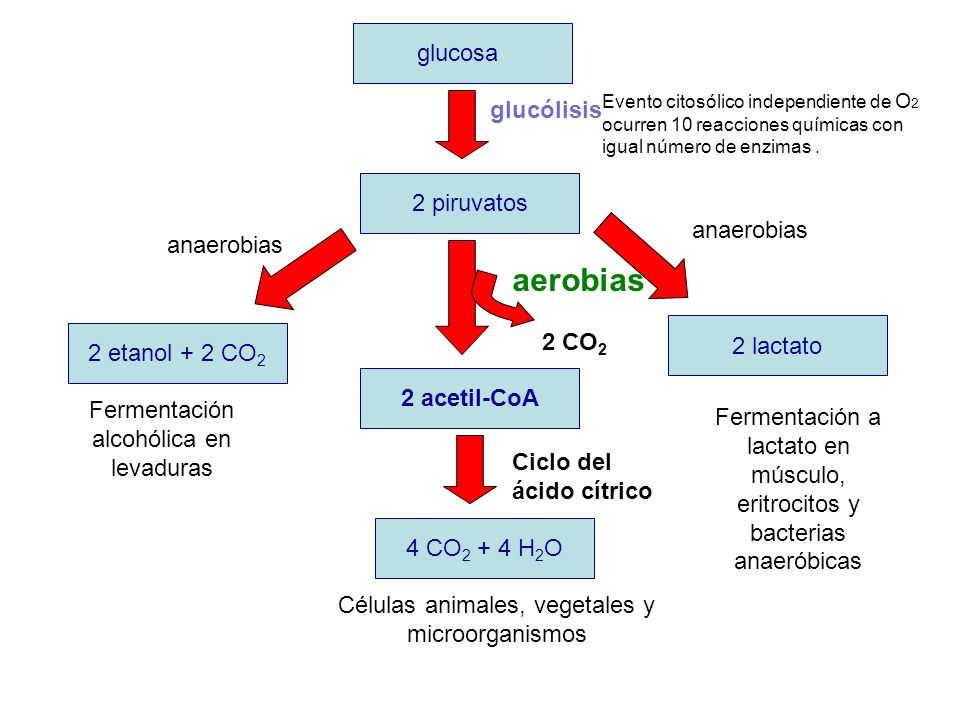 aerobias glucosa glucólisis 2 piruvatos anaerobias anaerobias 2 CO2