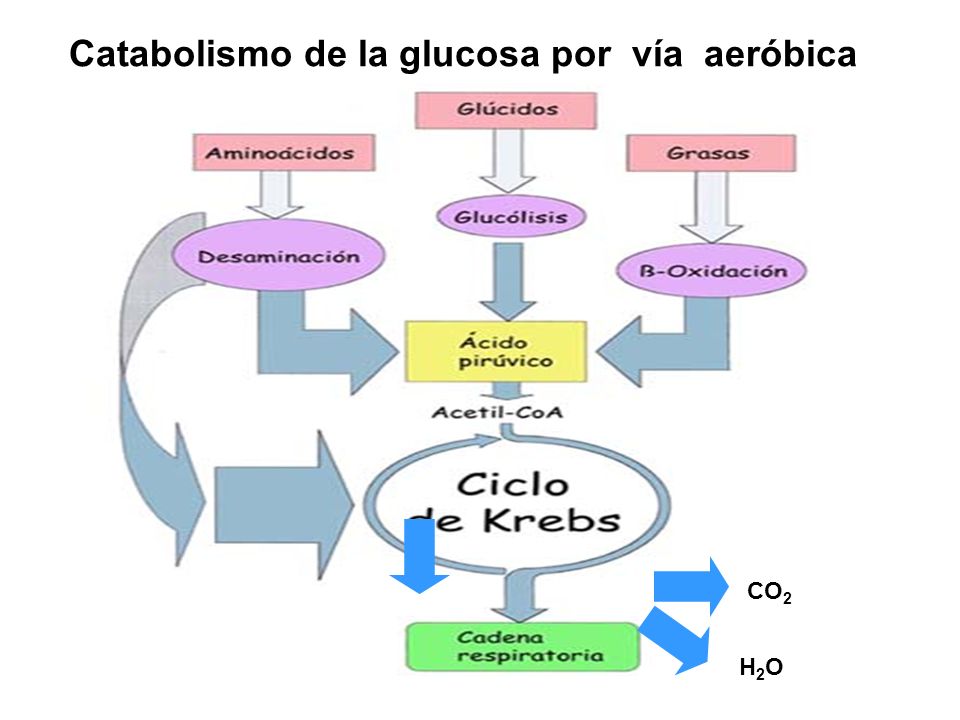 Catabolismo de la glucosa por vía aeróbica