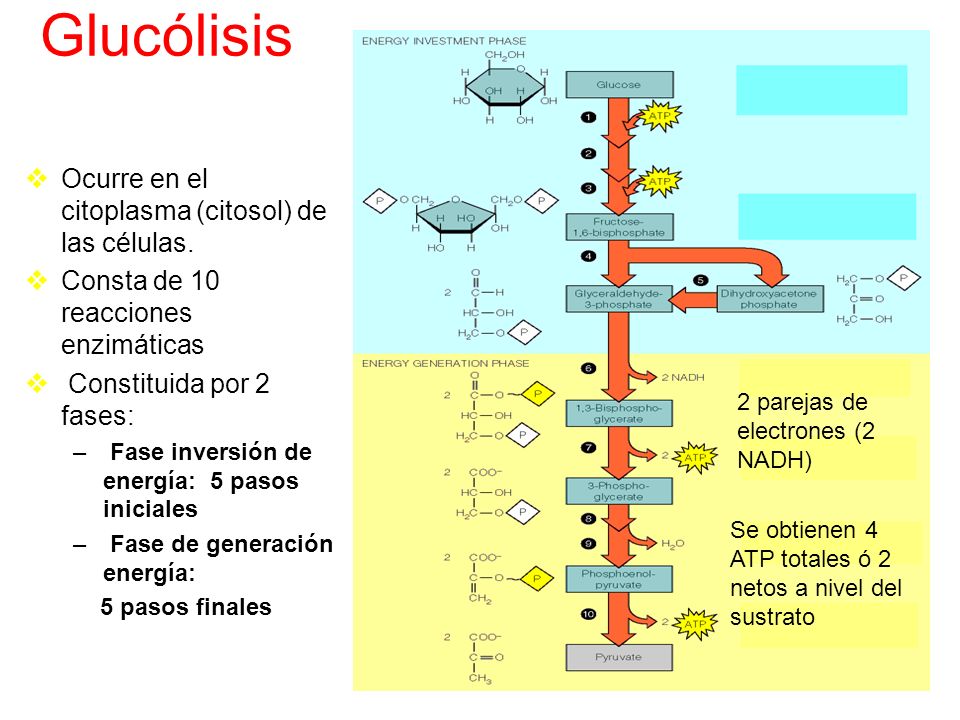Glucólisis Ocurre en el citoplasma (citosol) de las células.