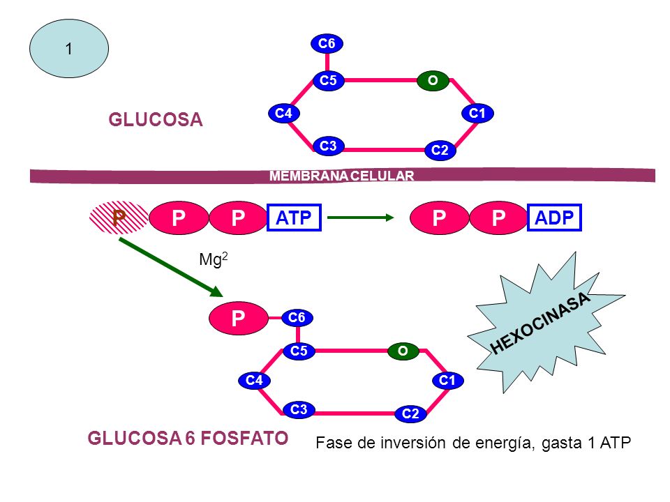 P P P P GLUCOSA ATP ADP GLUCOSA 6 FOSFATO 1 Mg2 HEXOCINASA