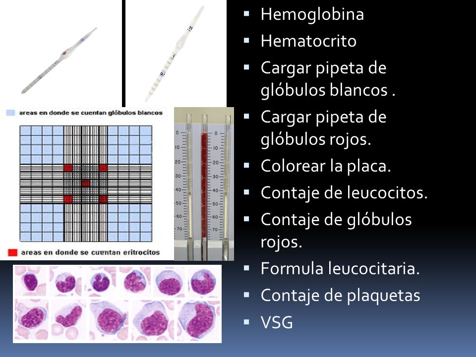 Hemoglobina Hematocrito. Cargar pipeta de glóbulos blancos . Cargar pipeta de glóbulos rojos. Colorear la placa.