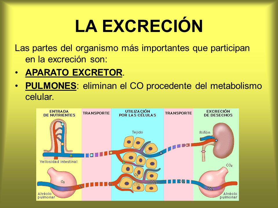 LA EXCRECIÓN Las partes del organismo más importantes que participan en la excreción son: APARATO EXCRETOR.