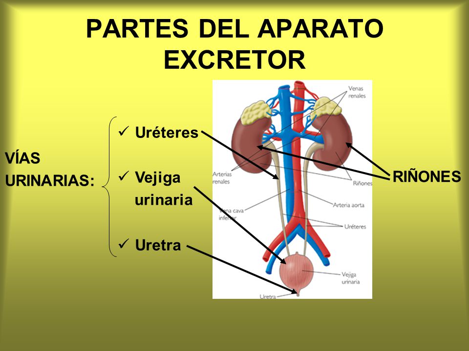 PARTES DEL APARATO EXCRETOR
