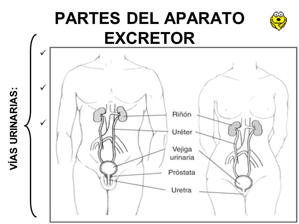 PARTES DEL APARATO EXCRETOR