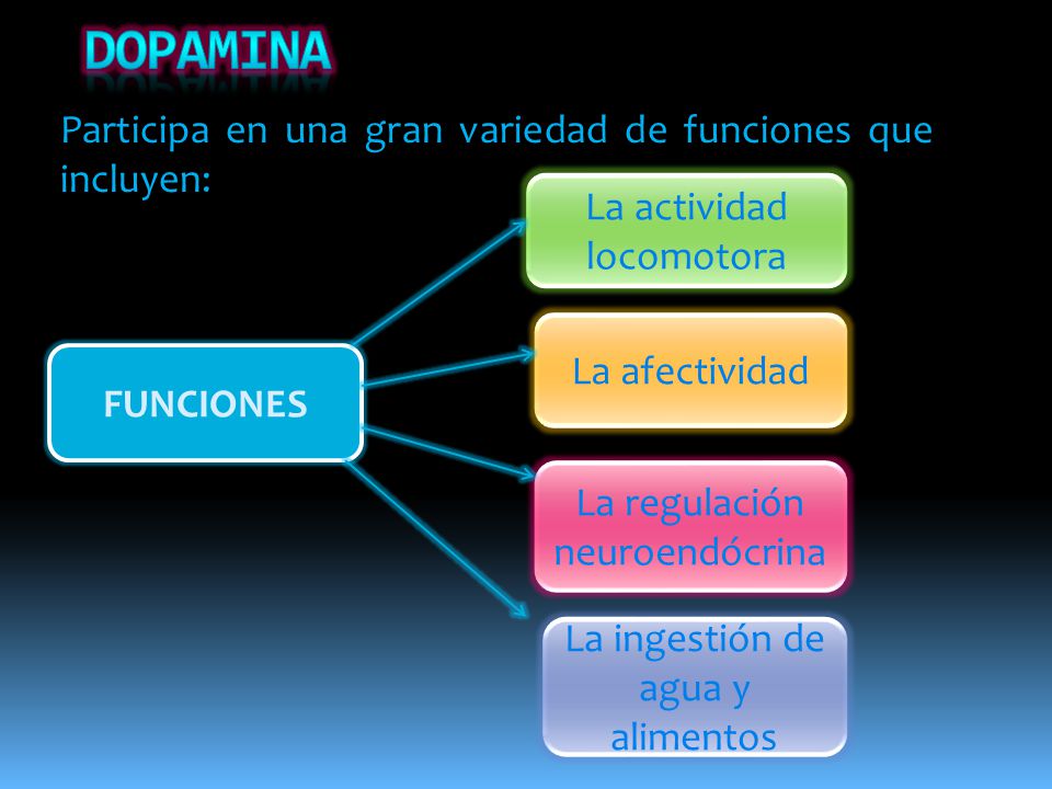 dopamina Participa en una gran variedad de funciones que incluyen: