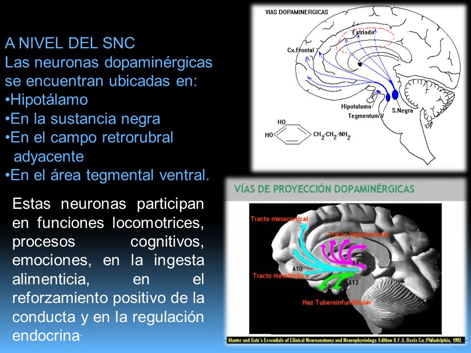 A NIVEL DEL SNC Las neuronas dopaminérgicas. se encuentran ubicadas en: Hipotálamo. En la sustancia negra.