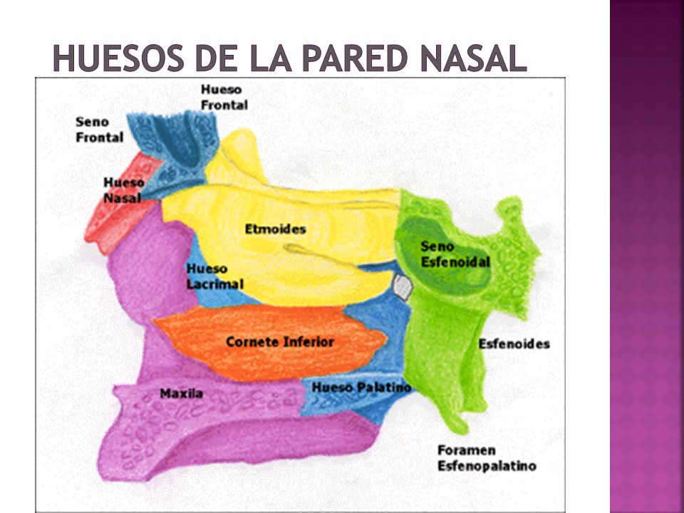 HUESOS DE LA PARED NASAL