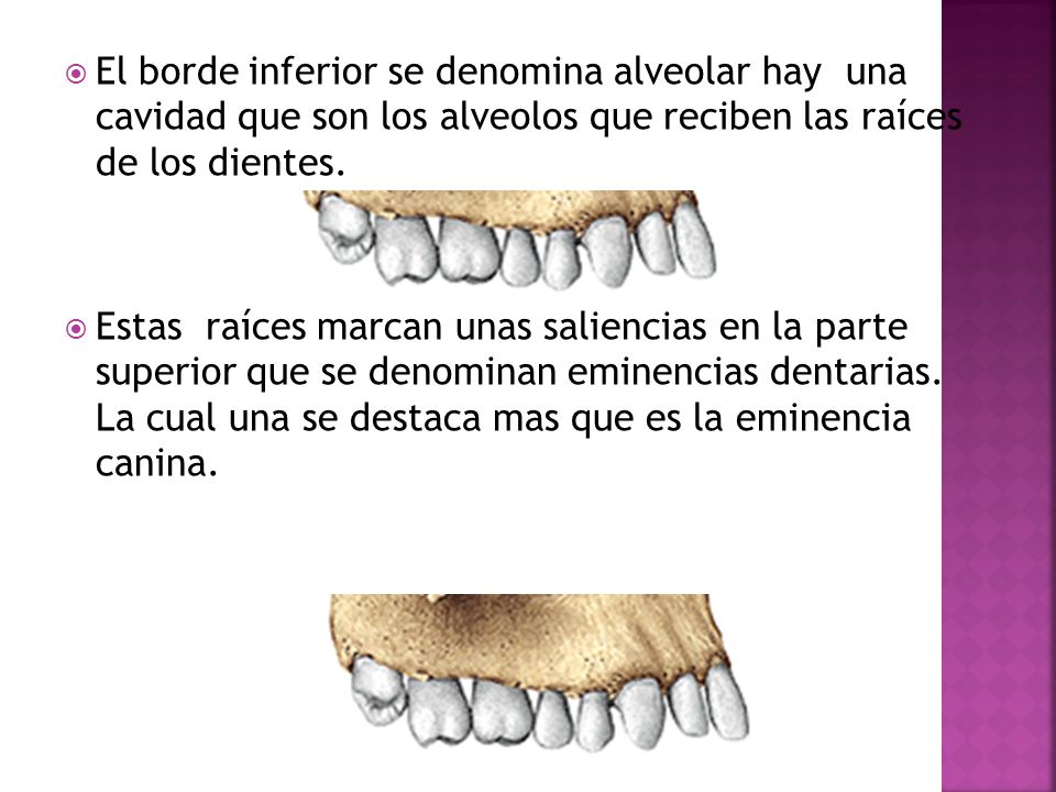 El borde inferior se denomina alveolar hay una cavidad que son los alveolos que reciben las raíces de los dientes.