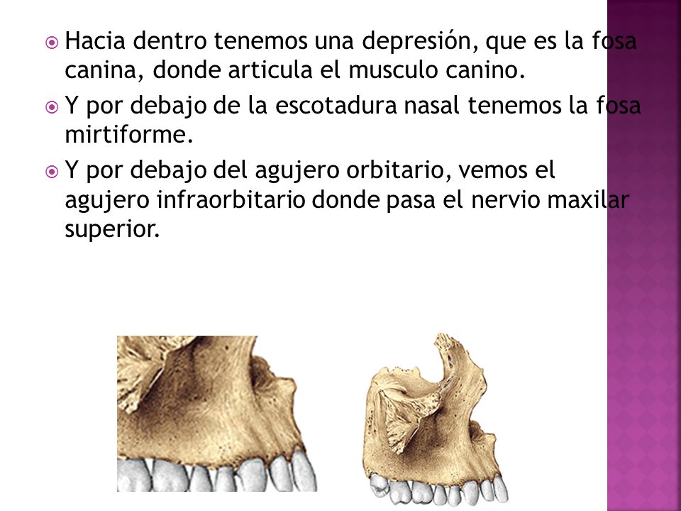 Hacia dentro tenemos una depresión, que es la fosa canina, donde articula el musculo canino.