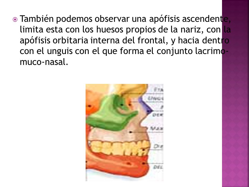 También podemos observar una apófisis ascendente, limita esta con los huesos propios de la nariz, con la apófisis orbitaria interna del frontal, y hacia dentro con el unguis con el que forma el conjunto lacrimo- muco-nasal.