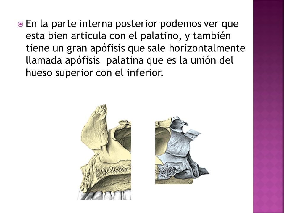 En la parte interna posterior podemos ver que esta bien articula con el palatino, y también tiene un gran apófisis que sale horizontalmente llamada apófisis palatina que es la unión del hueso superior con el inferior.