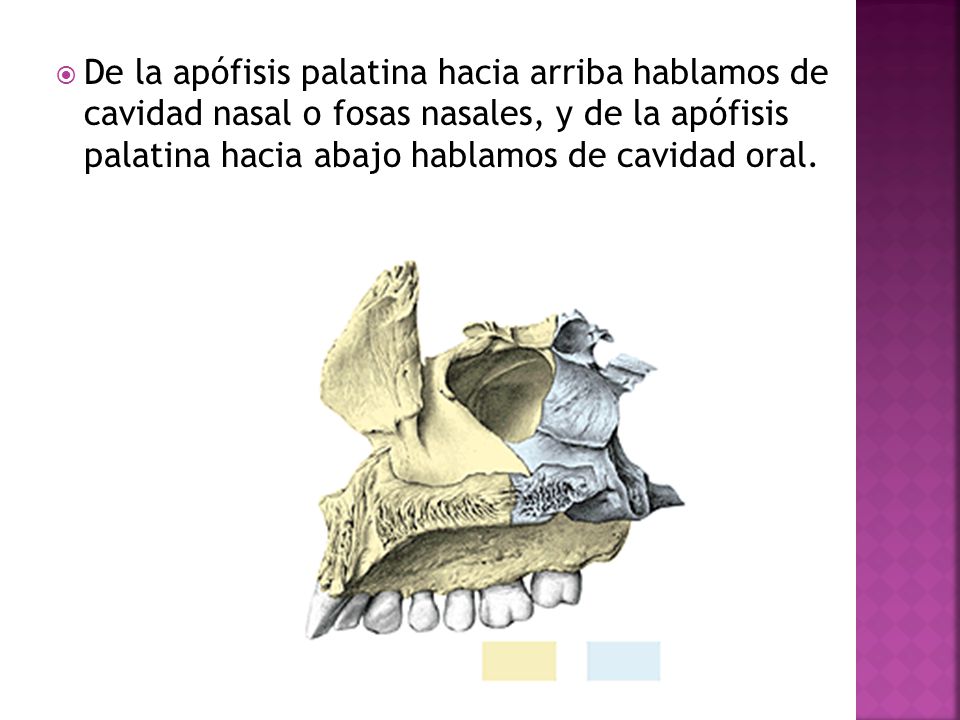 De la apófisis palatina hacia arriba hablamos de cavidad nasal o fosas nasales, y de la apófisis palatina hacia abajo hablamos de cavidad oral.