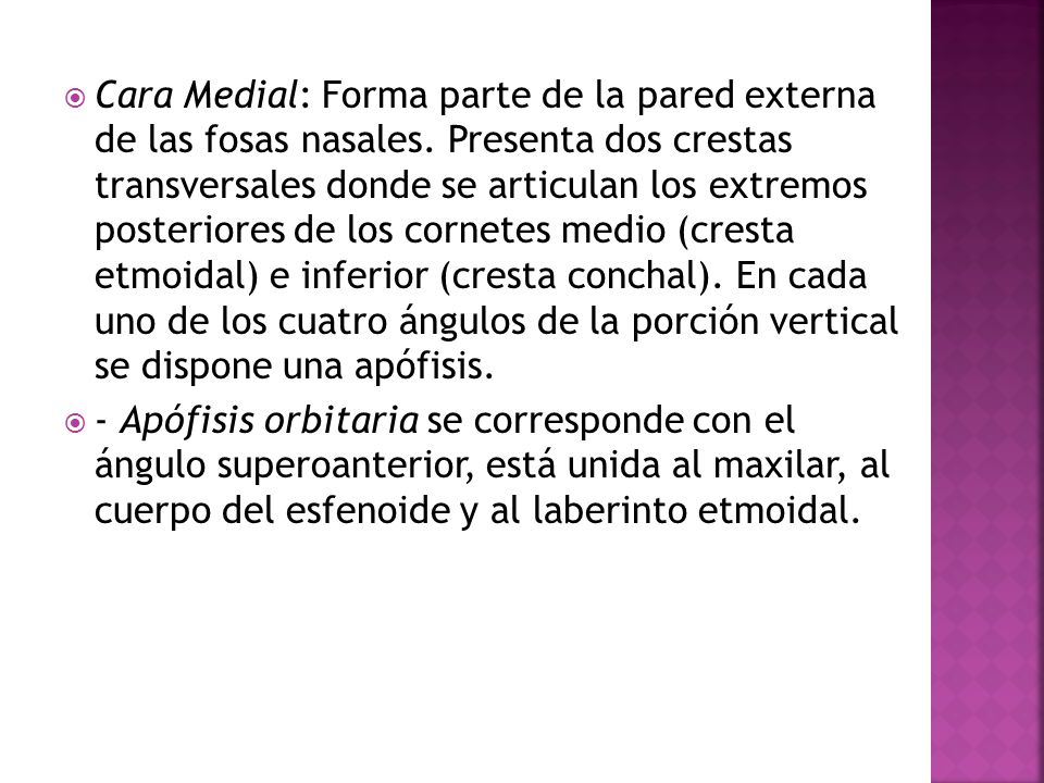Cara Medial: Forma parte de la pared externa de las fosas nasales