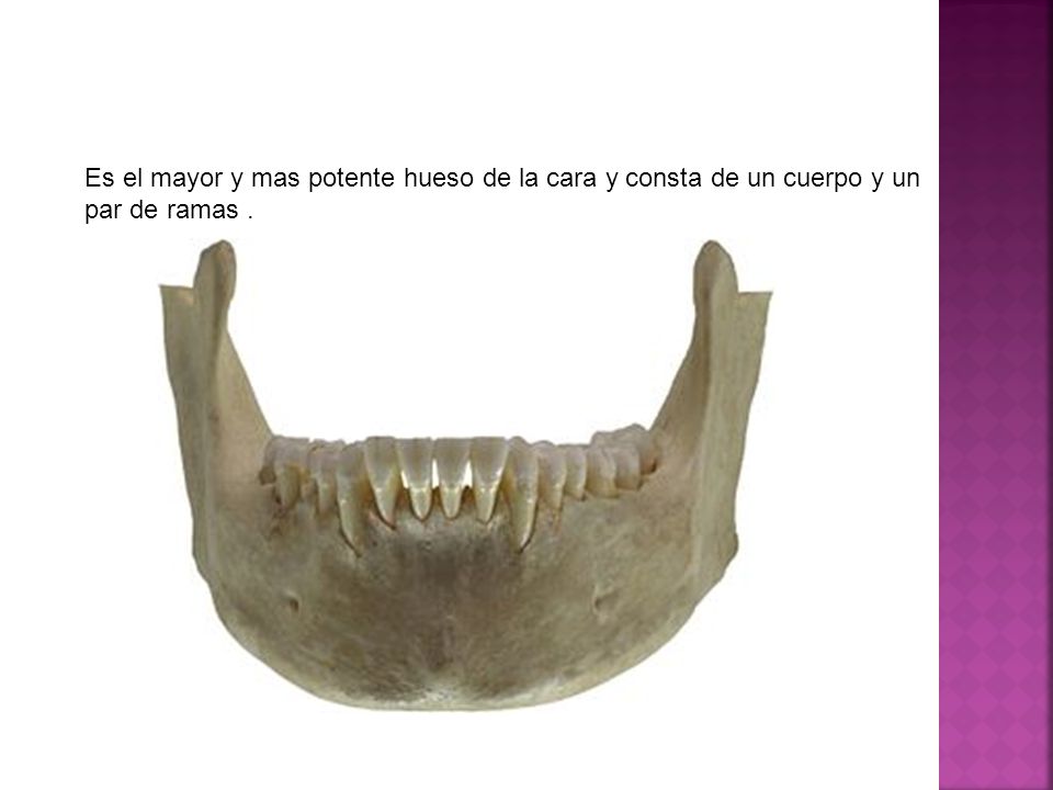 Es el mayor y mas potente hueso de la cara y consta de un cuerpo y un par de ramas .