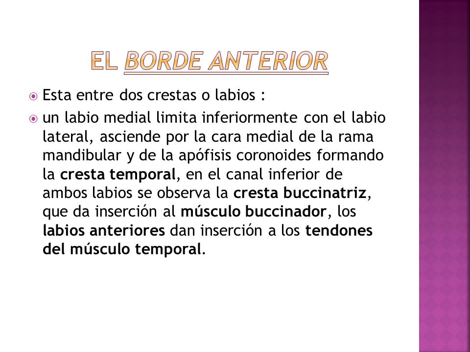 El borde anterior Esta entre dos crestas o labios :