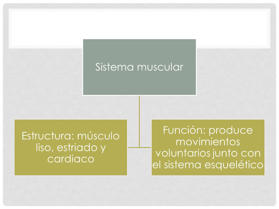 Estructura: músculo liso, estriado y cardiaco