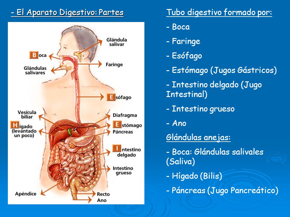 - El Aparato Digestivo: Partes
