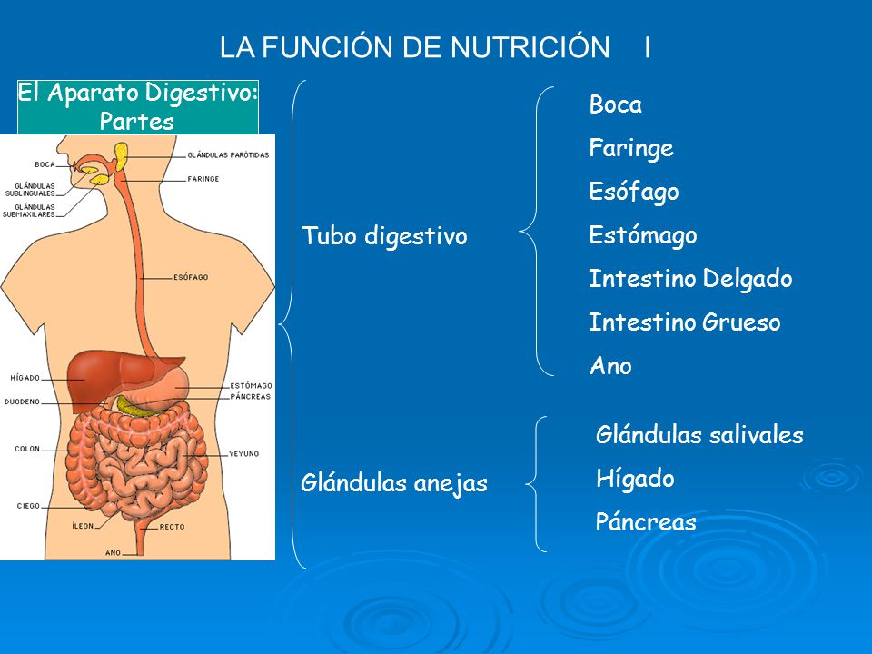 LA FUNCIÓN DE NUTRICIÓN I