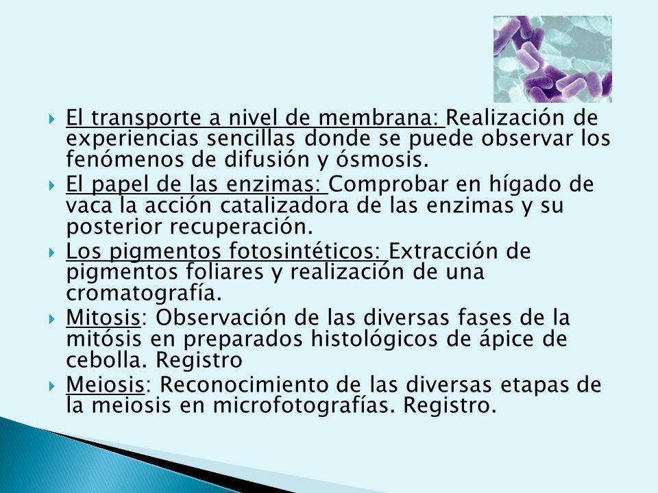El transporte a nivel de membrana: Realización de experiencias sencillas donde se puede observar los fenómenos de difusión y ósmosis.