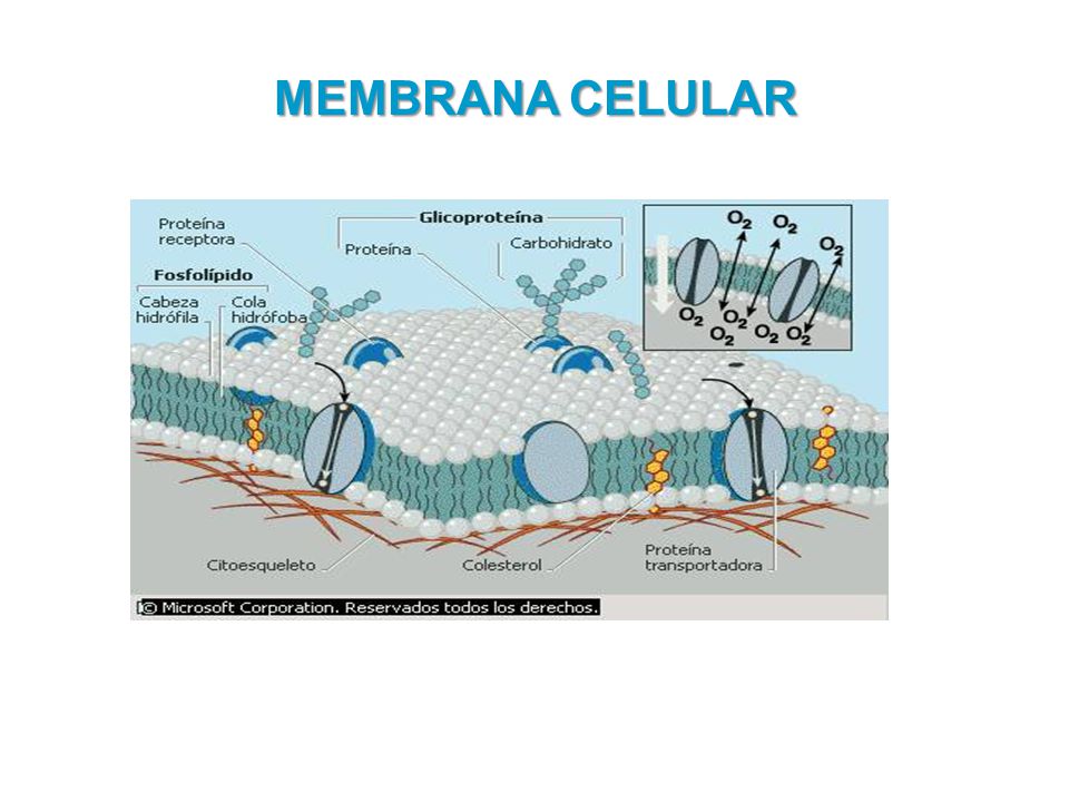 MEMBRANA CELULAR