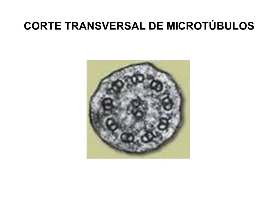 CORTE TRANSVERSAL DE MICROTÚBULOS
