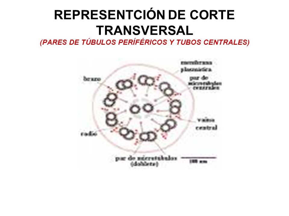 REPRESENTCIÓN DE CORTE TRANSVERSAL (PARES DE TÚBULOS PERÍFÉRICOS Y TUBOS CENTRALES)