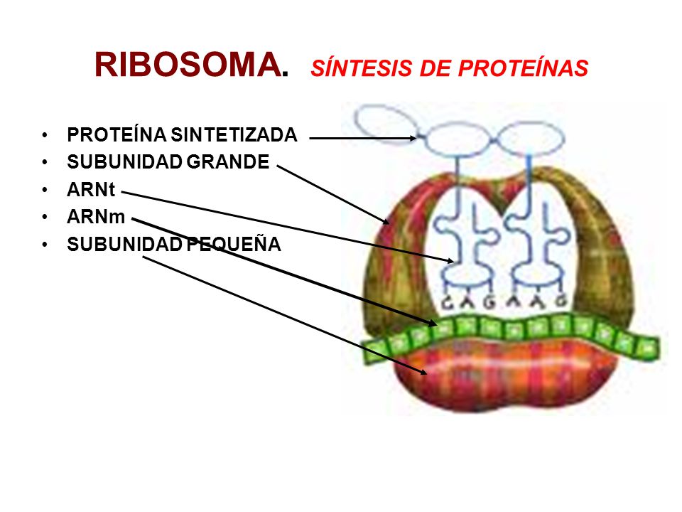 RIBOSOMA. SÍNTESIS DE PROTEÍNAS