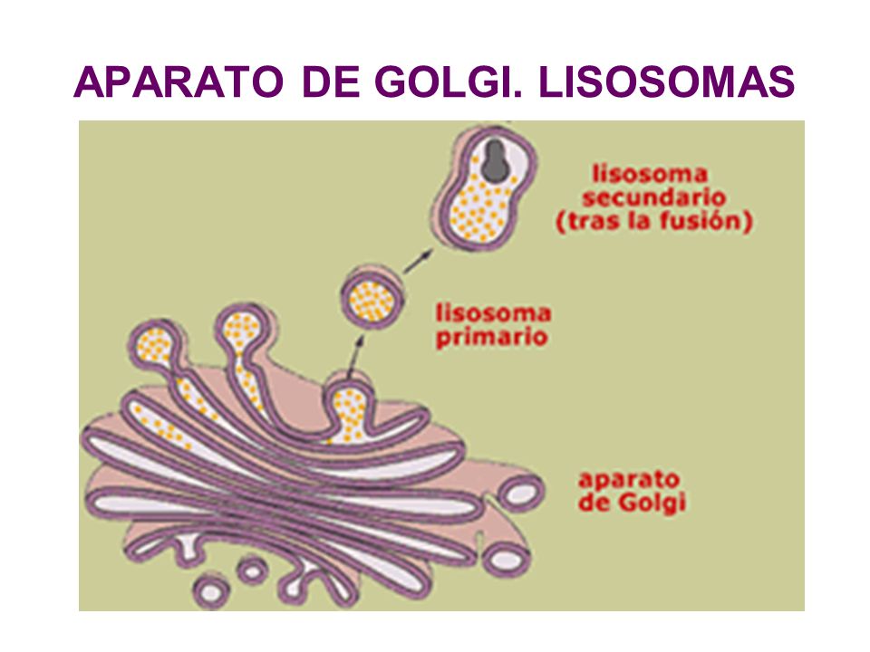 APARATO DE GOLGI. LISOSOMAS